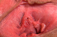 Gape My Pussy Anal s3